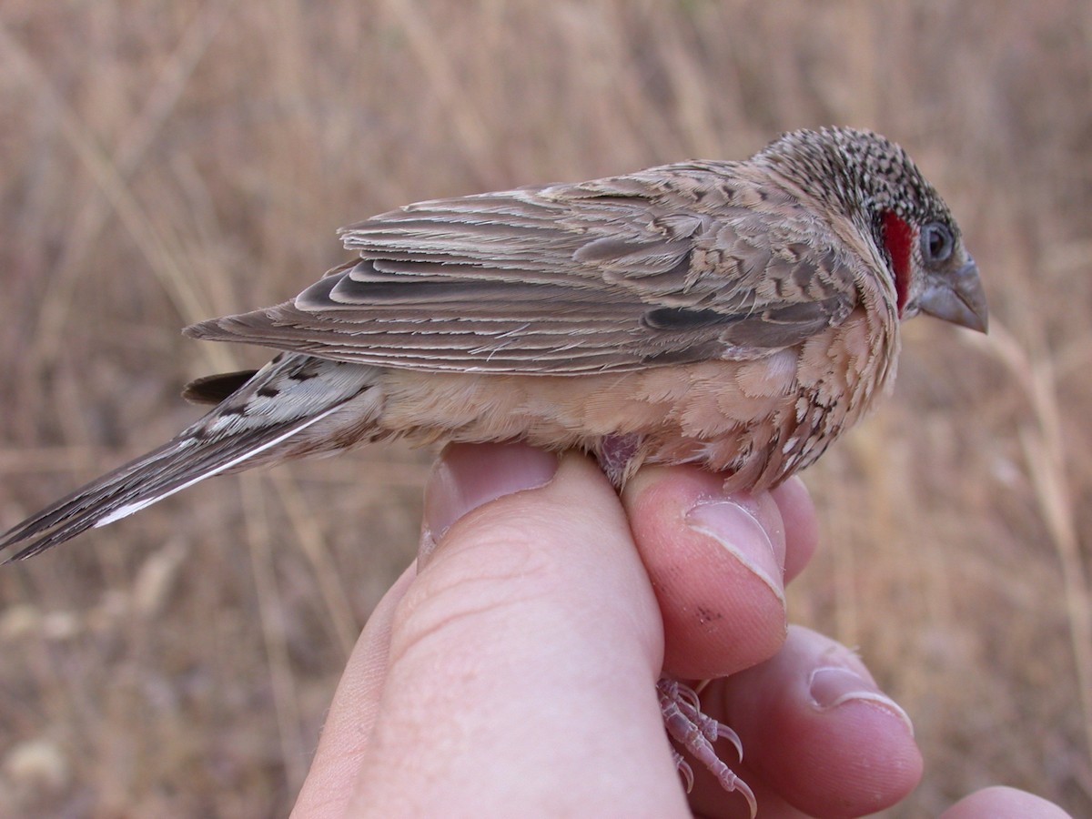 Cut-throat - ML646583836