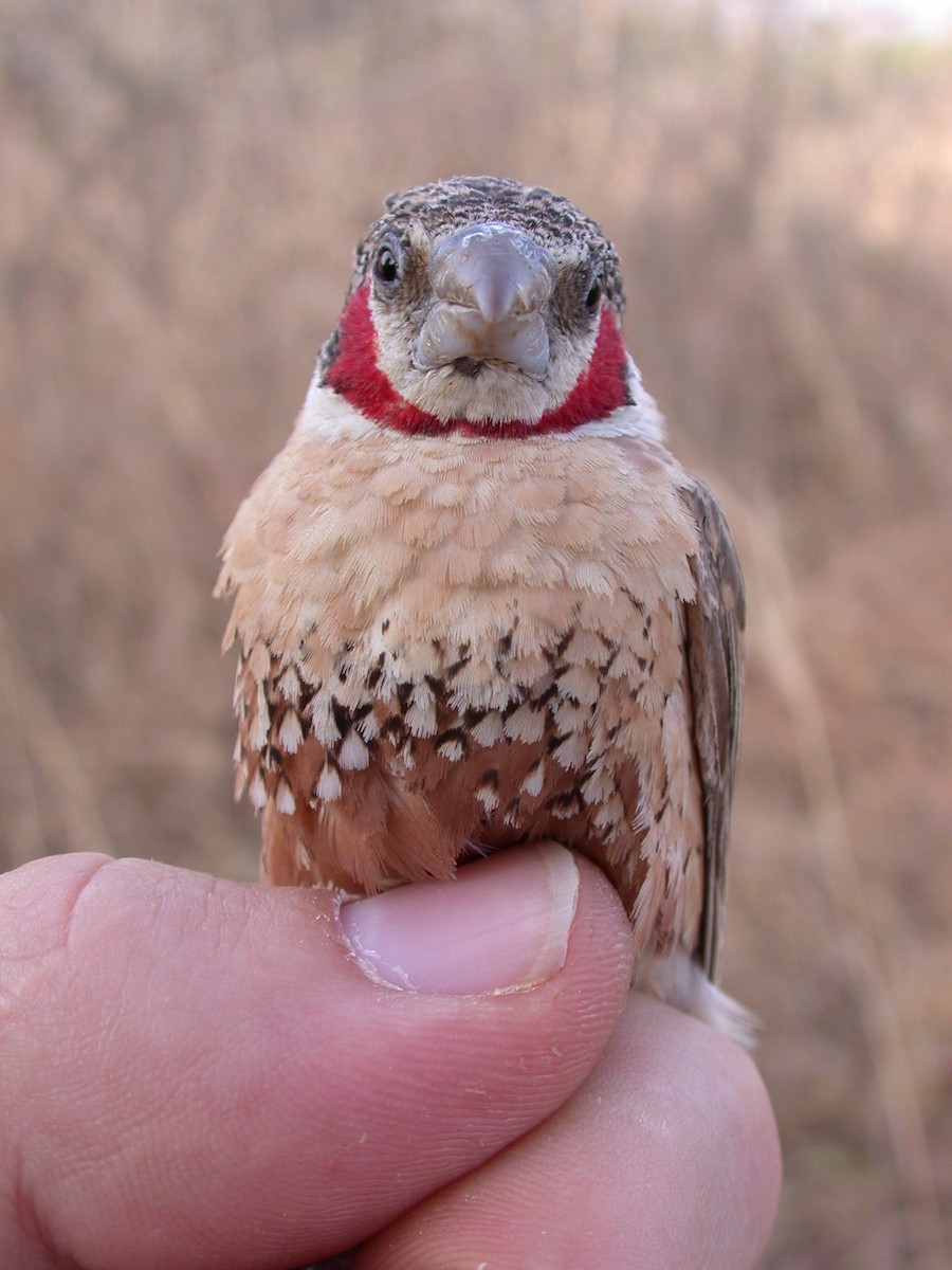 Cut-throat - ML646583837