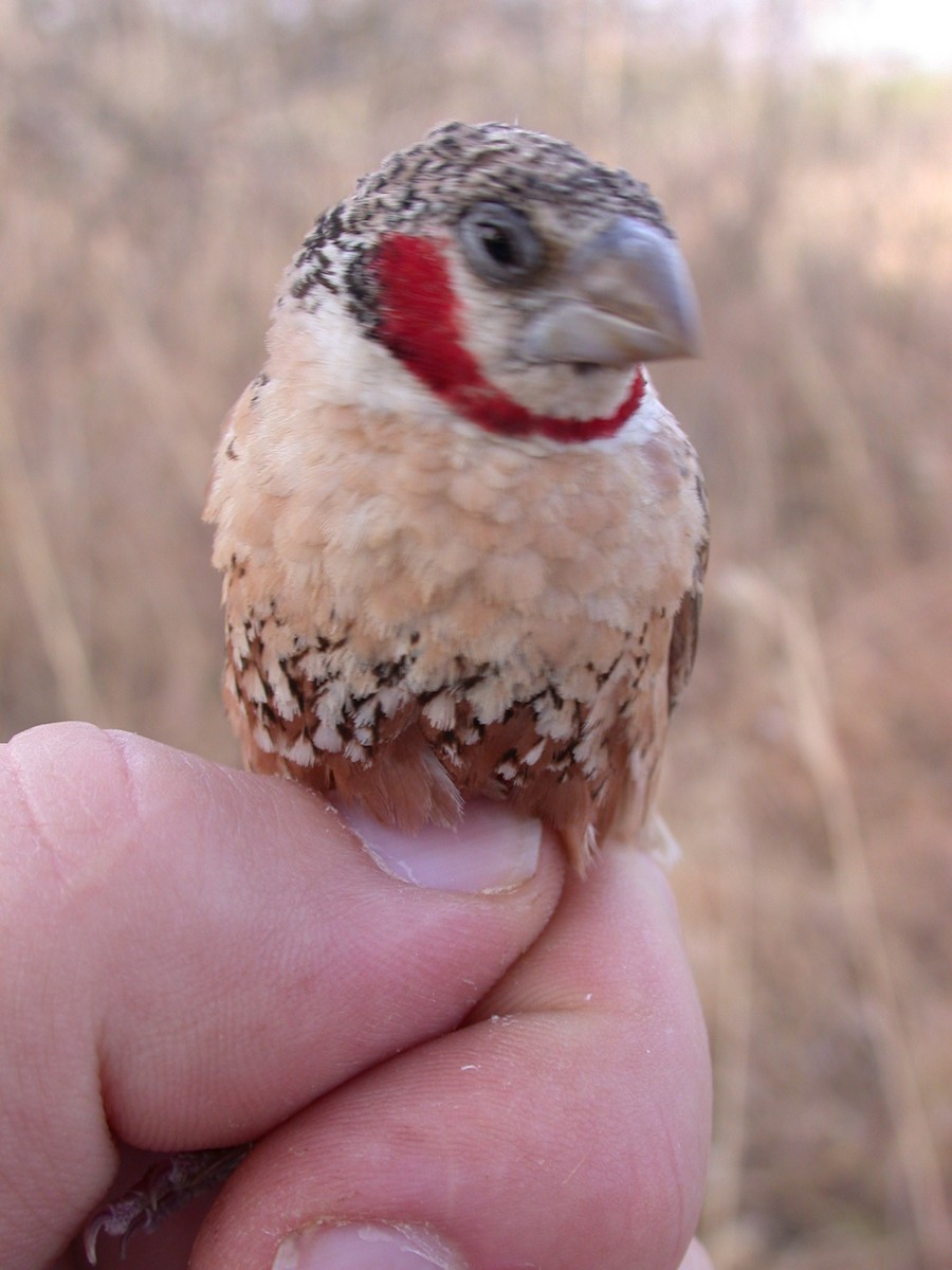 Cut-throat - ML646583838