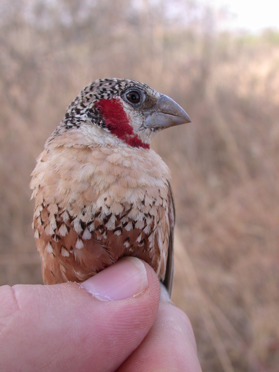 Cut-throat - ML646583839