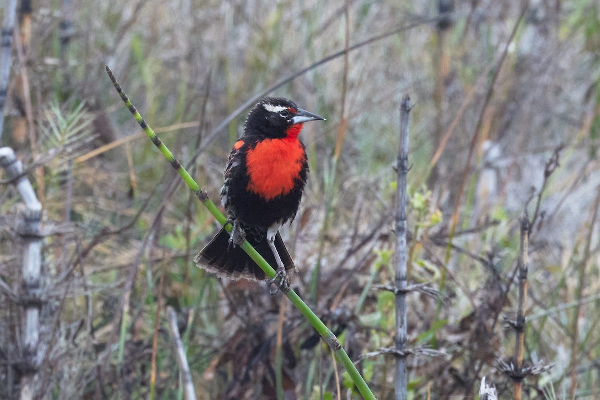 Шпаркос короткохвостий - ML646583841