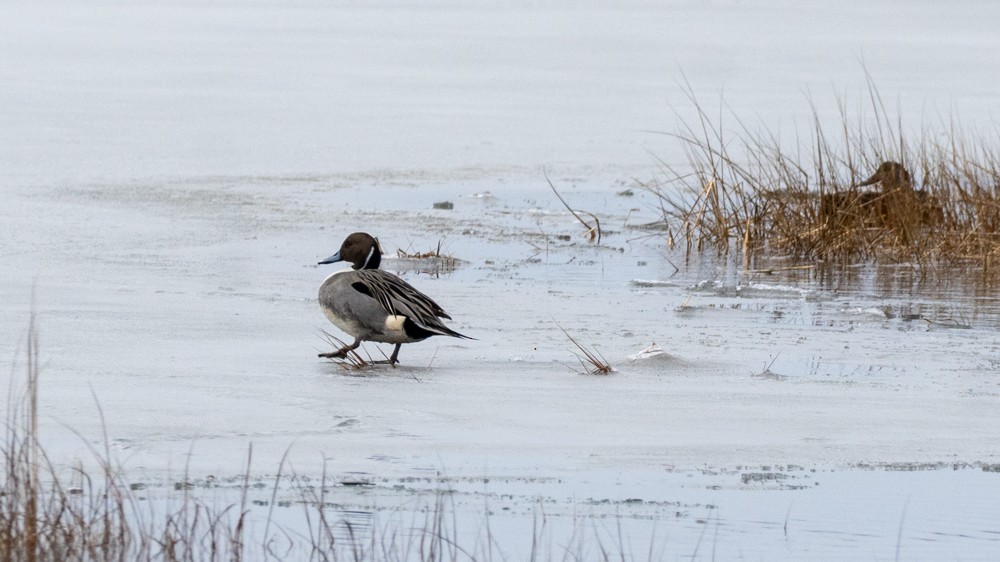 Spießente - ML646583842