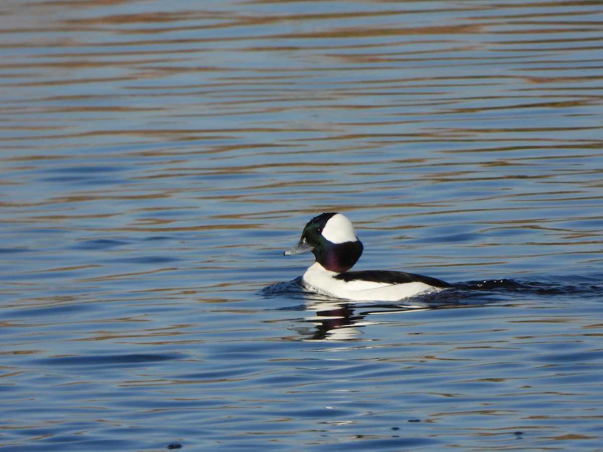 Bufflehead - ML646583846