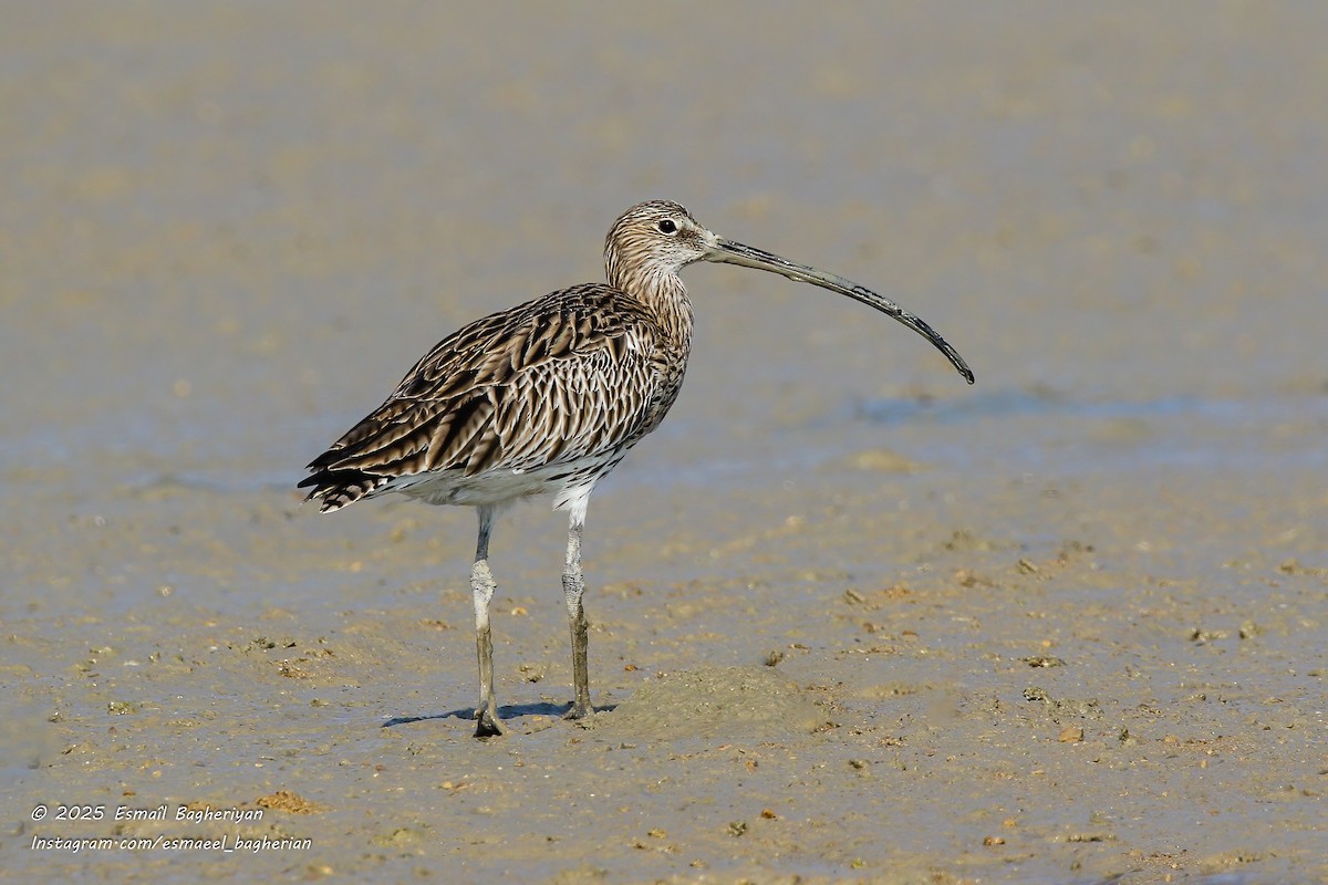 Eurasian Curlew - ML646583847