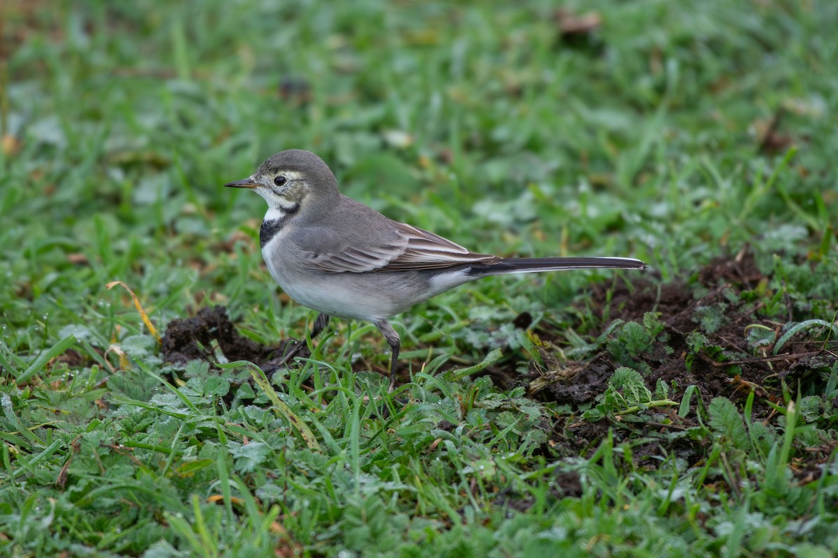 נחליאלי לבן - ML646583848