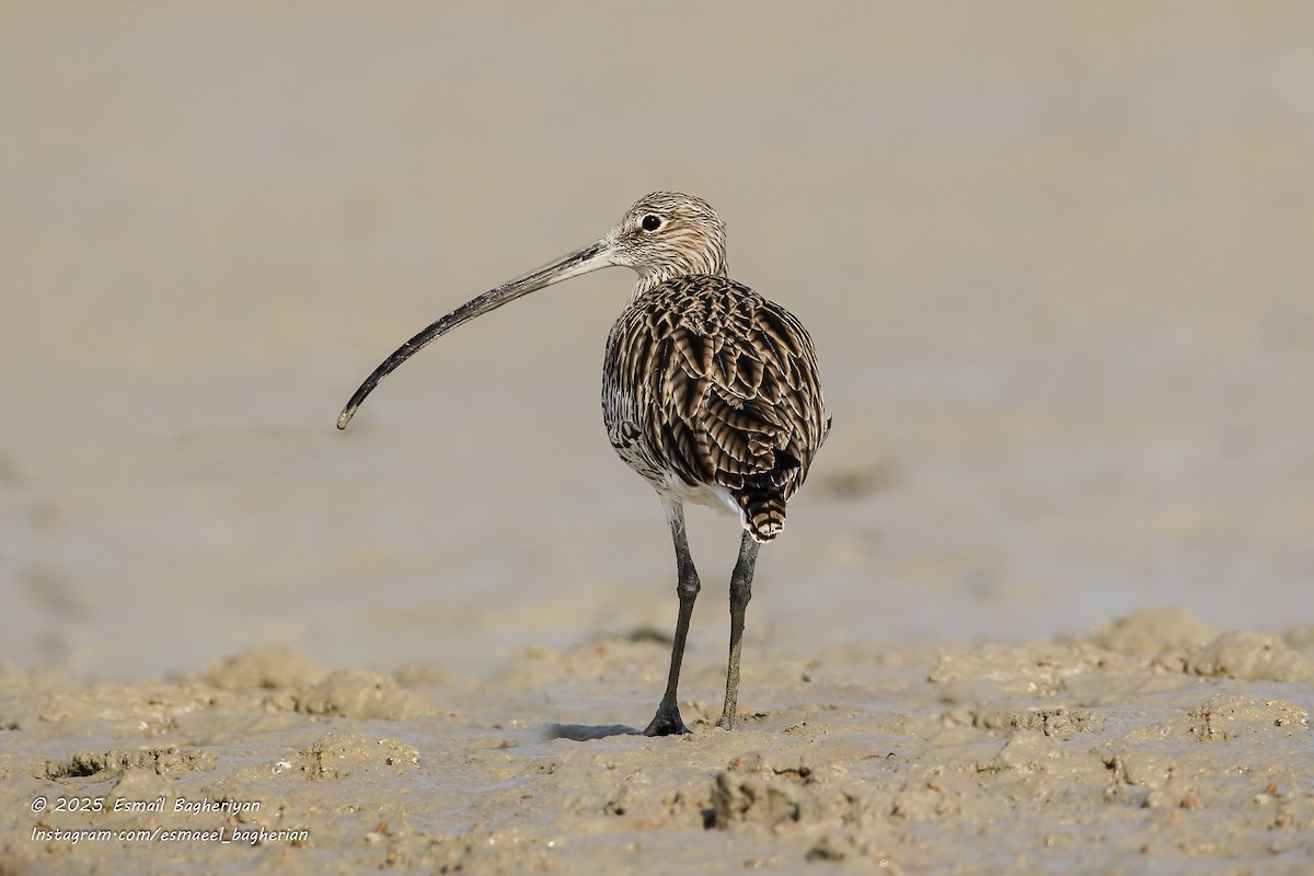 Eurasian Curlew - ML646583849