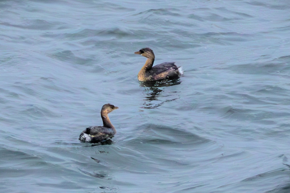Pied-billed Grebe - ML646583850