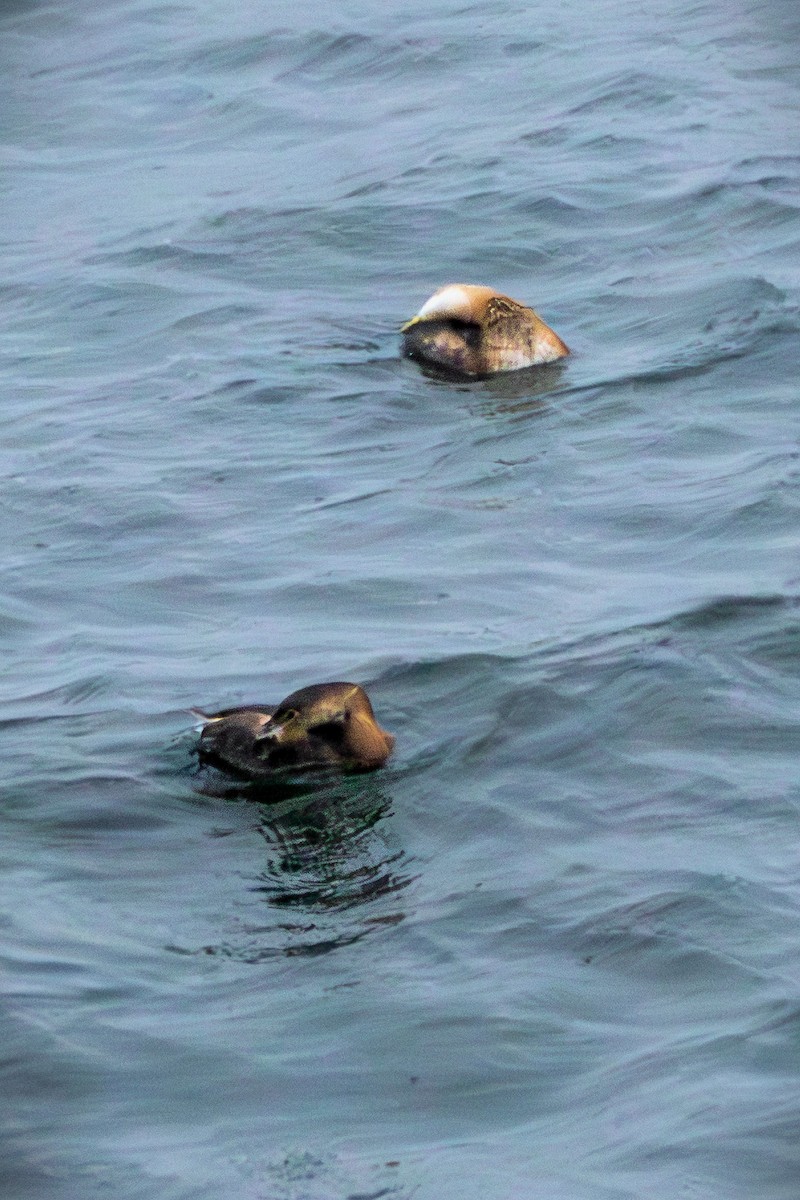 Pied-billed Grebe - ML646583851