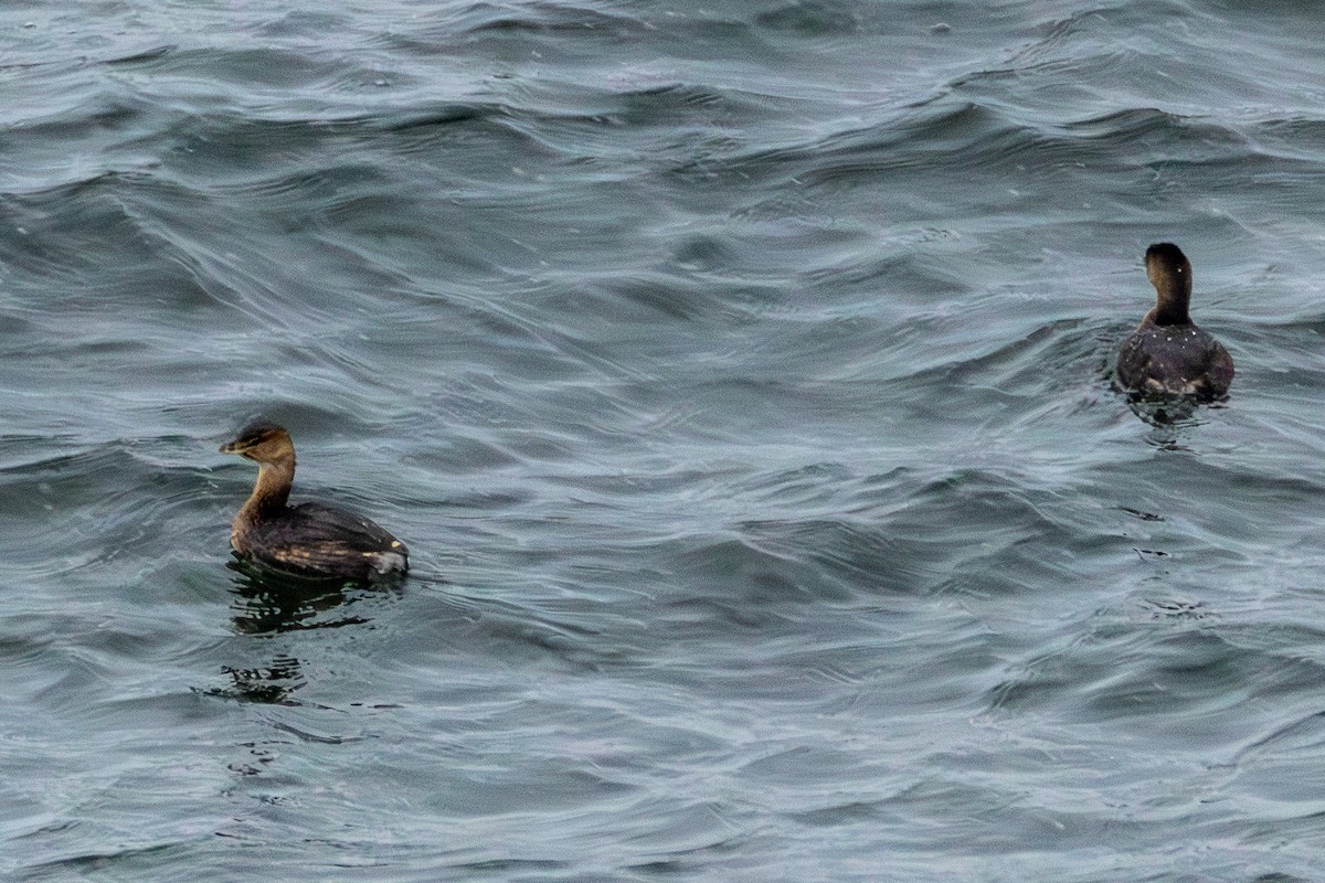 Pied-billed Grebe - ML646583852