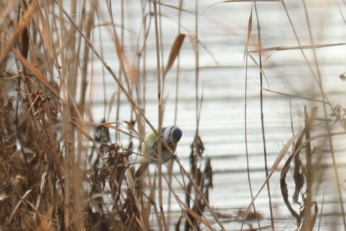 Amilotx urdin europarra - ML646583853