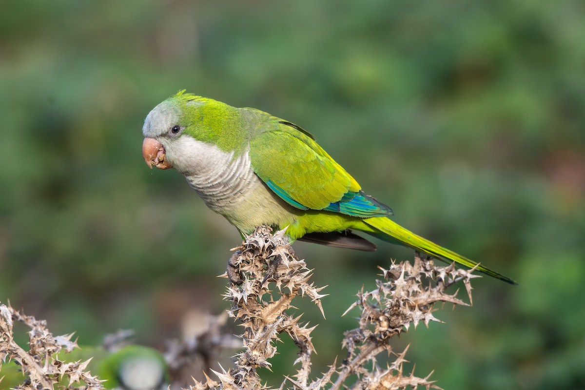 תוכי נזירי - ML646583854