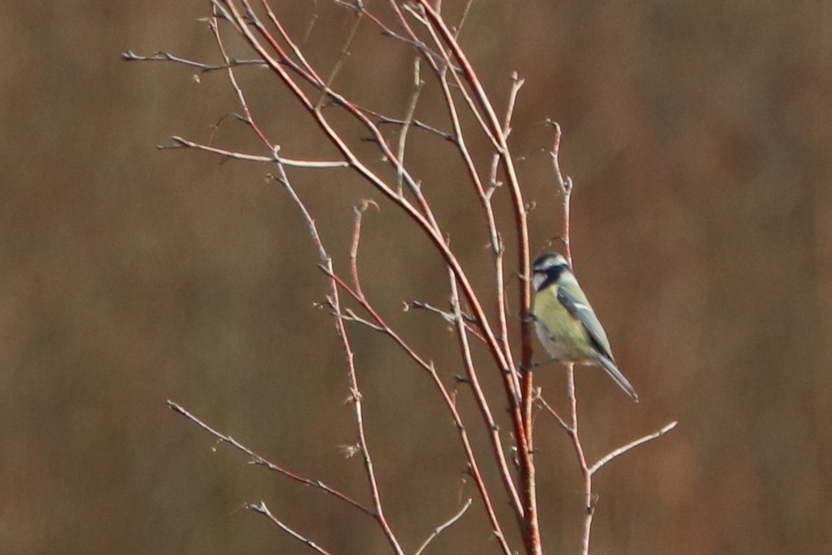 Amilotx urdin europarra - ML646583855