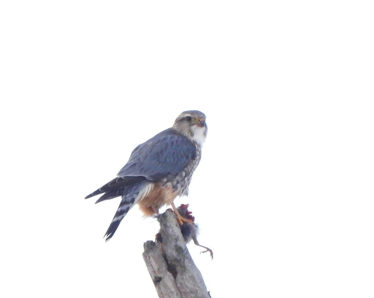 Merlin - ML646583864