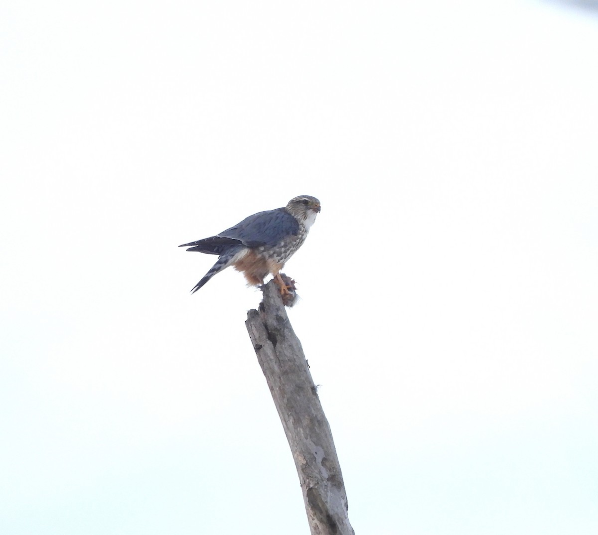 Merlin - ML646583865