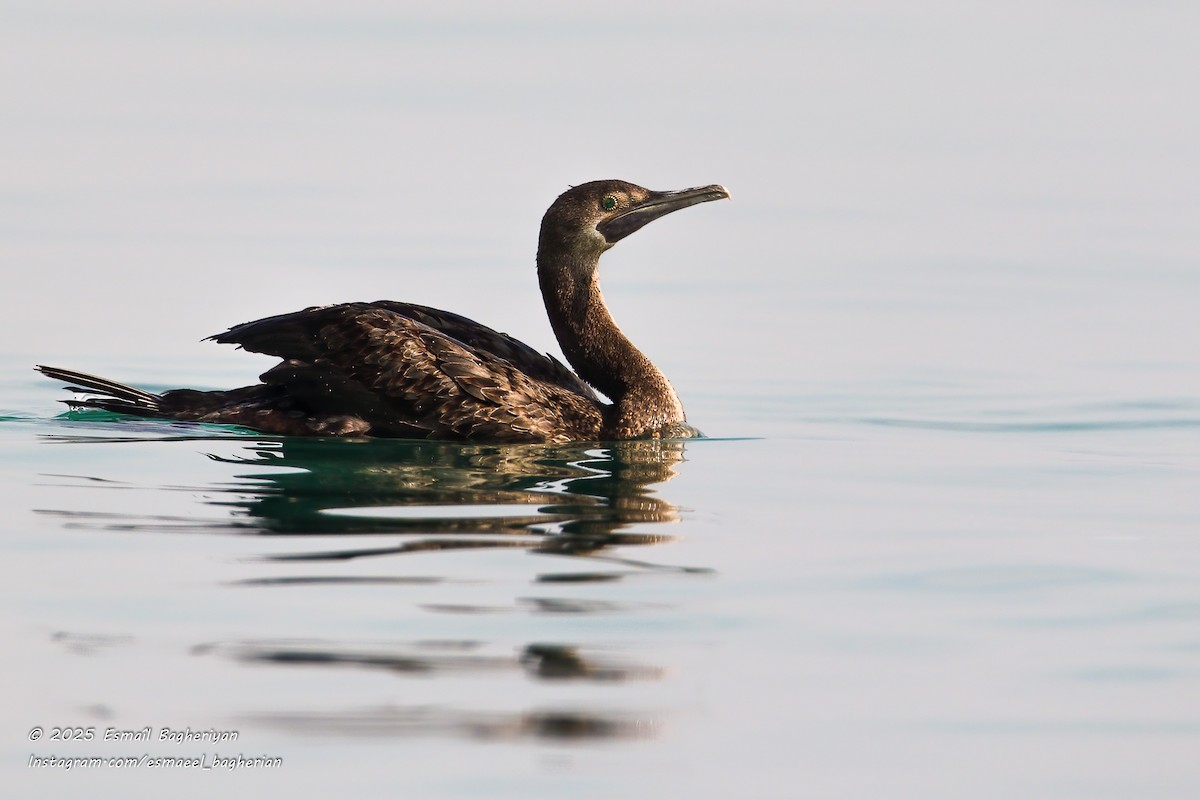 kormorán arabský - ML646583870