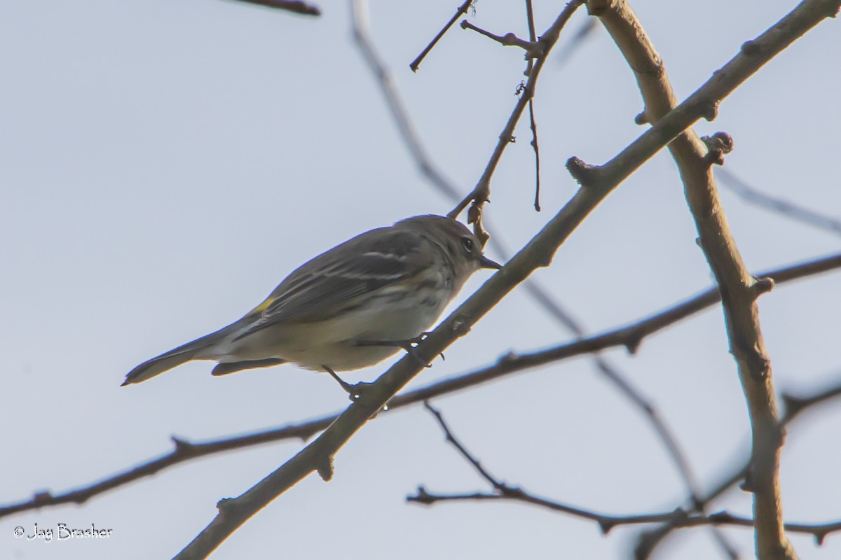 lesňáček žlutoskvrnný (ssp. coronata) - ML646583871