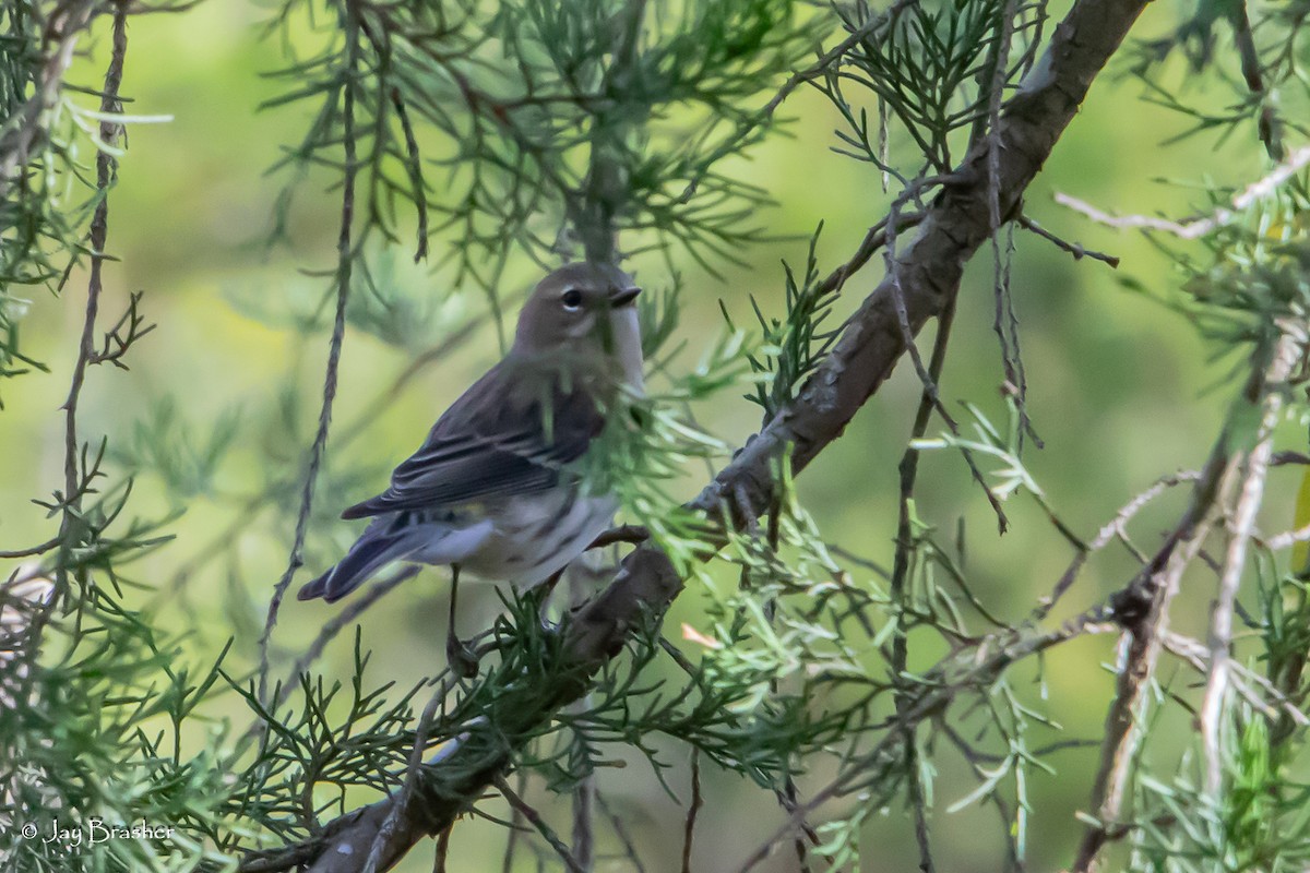 lesňáček žlutoskvrnný (ssp. coronata) - ML646583872