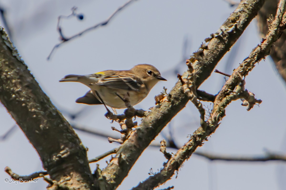 lesňáček žlutoskvrnný (ssp. coronata) - ML646583873