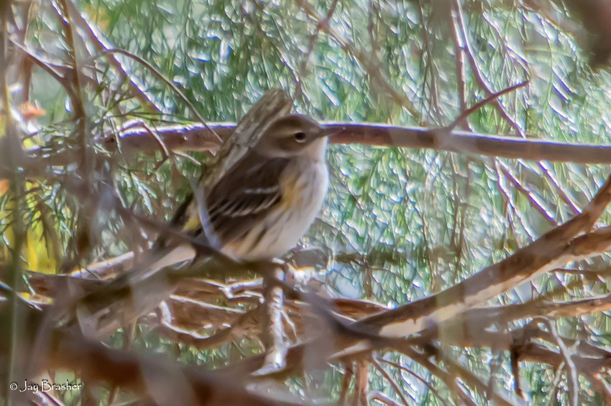 lesňáček žlutoskvrnný (ssp. coronata) - ML646583874