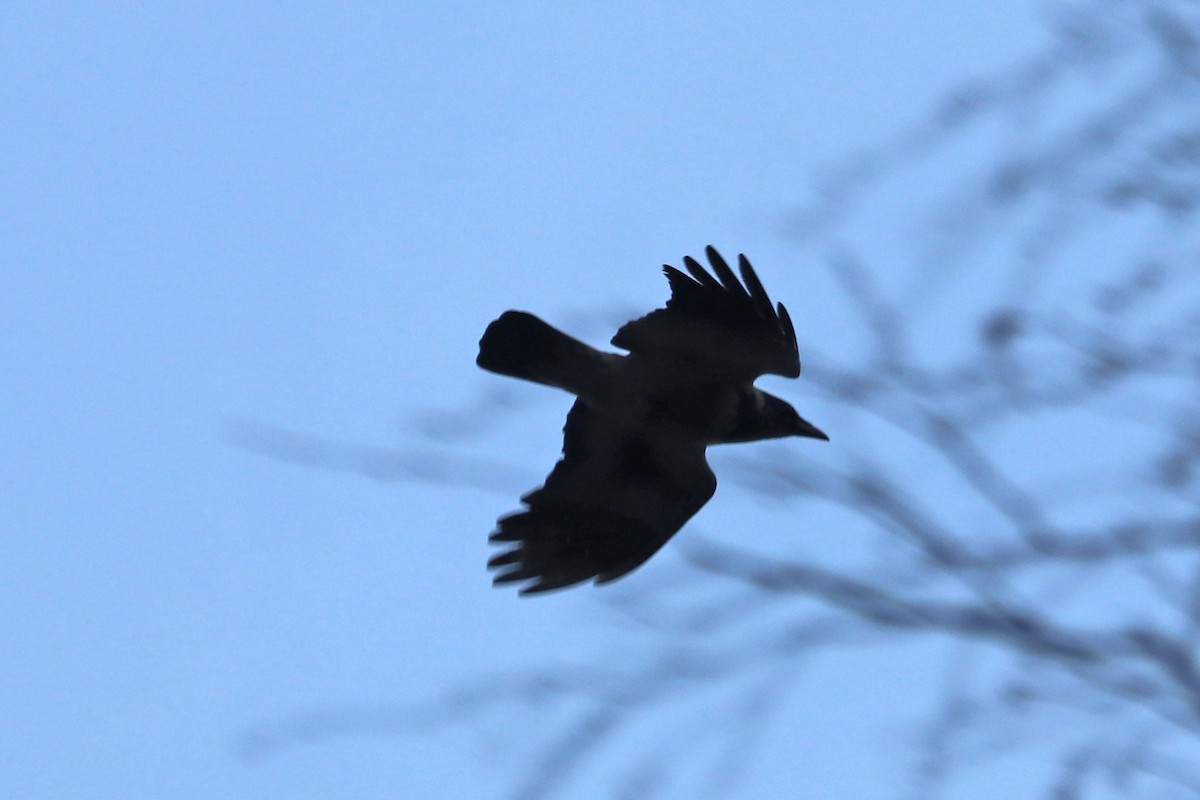 עורב אפור - ML646583875