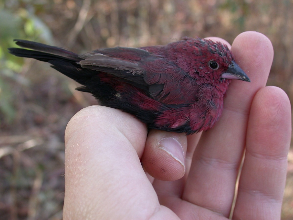 Black-bellied Firefinch - ML646583877