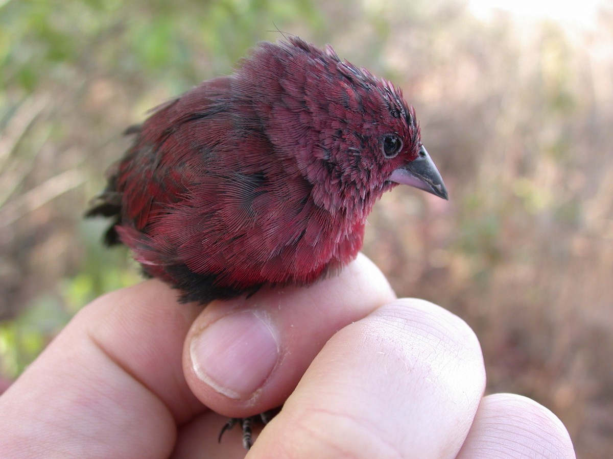 Black-bellied Firefinch - ML646583878