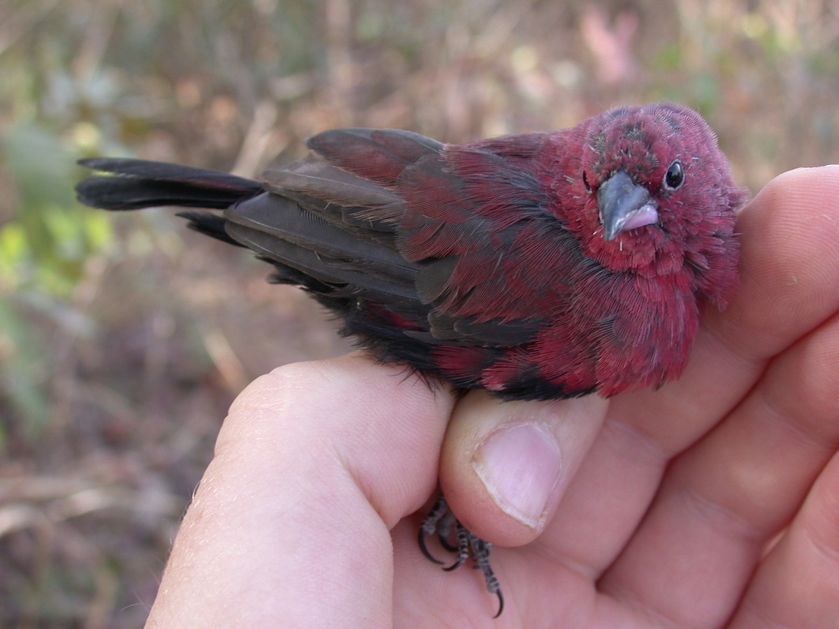 Black-bellied Firefinch - ML646583879