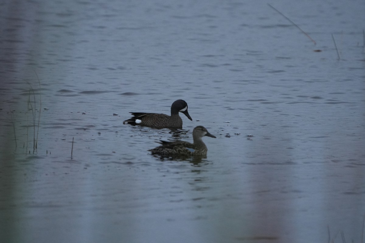 Blue-winged Teal - ML646583881