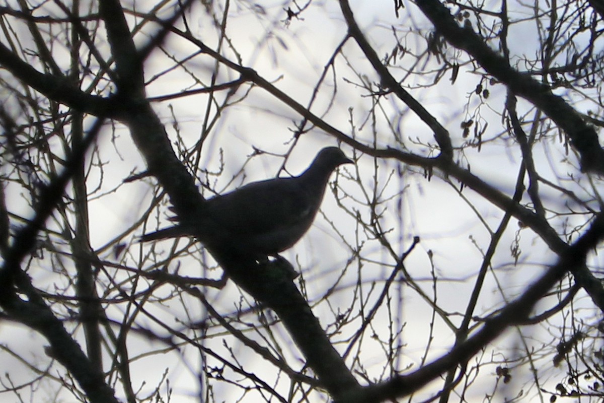 Paloma Torcaz - ML646583882