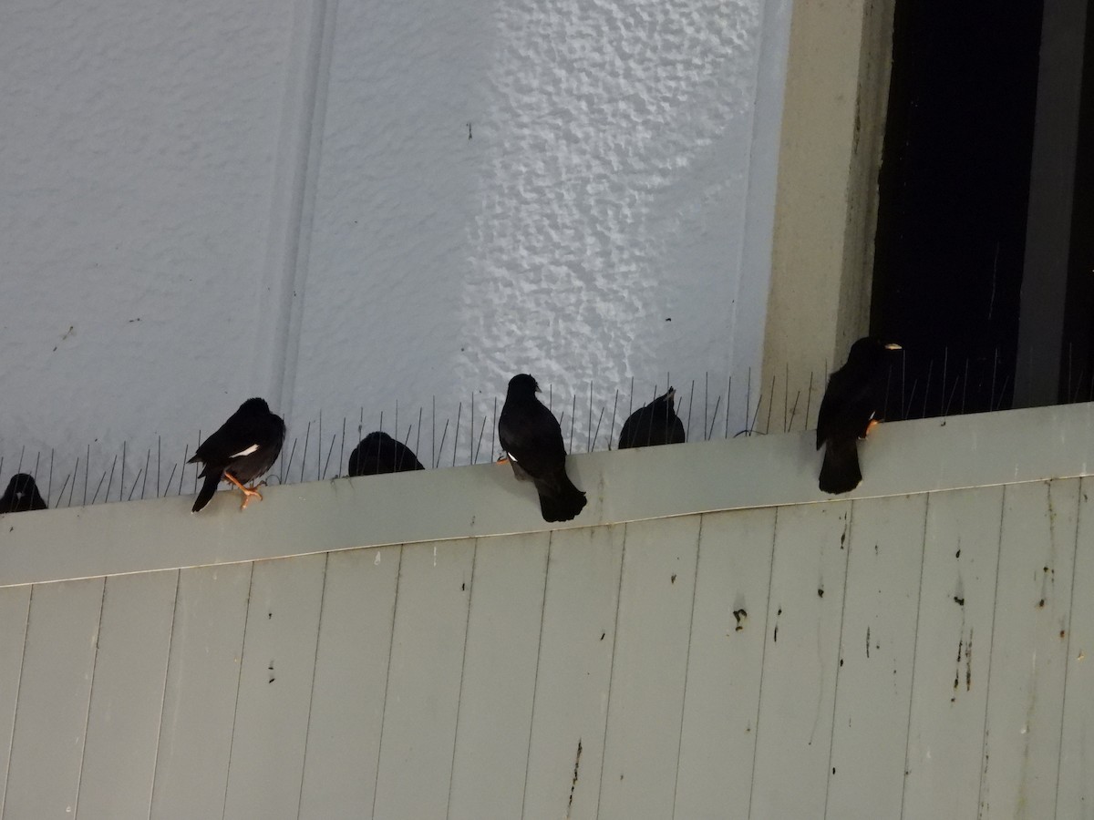 Crested Myna - ML646583883