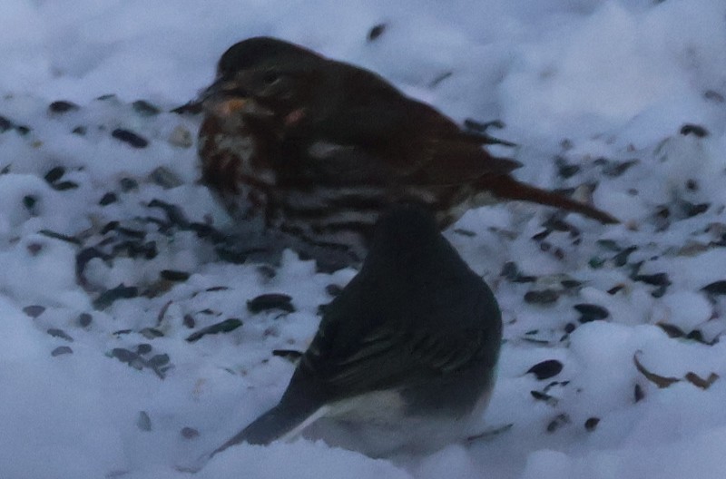 strnadec kaštanový - ML646583885