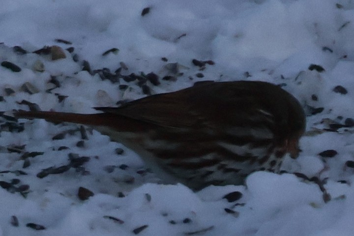 Fox Sparrow - ML646583886