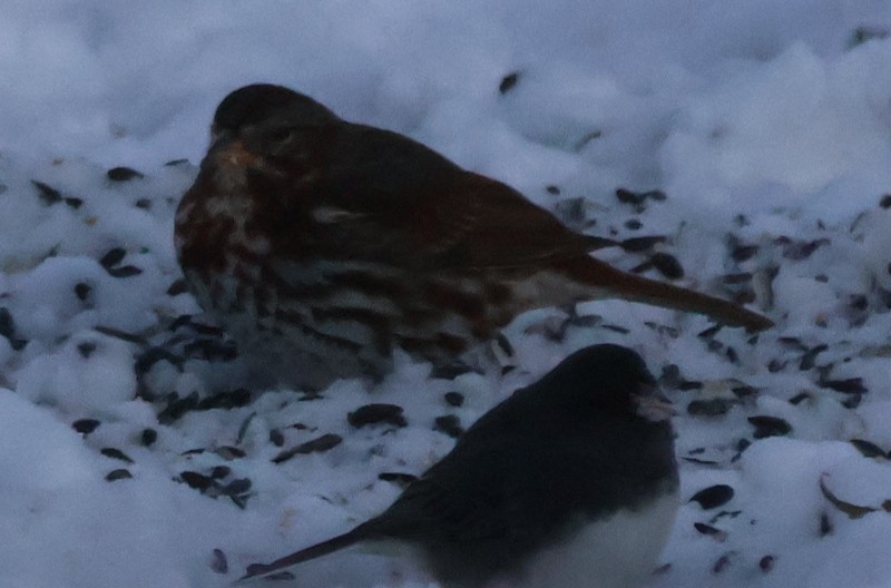 strnadec kaštanový - ML646583887