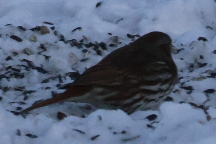 strnadec kaštanový - ML646583888