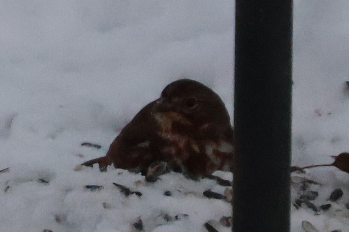 strnadec kaštanový - ML646583889