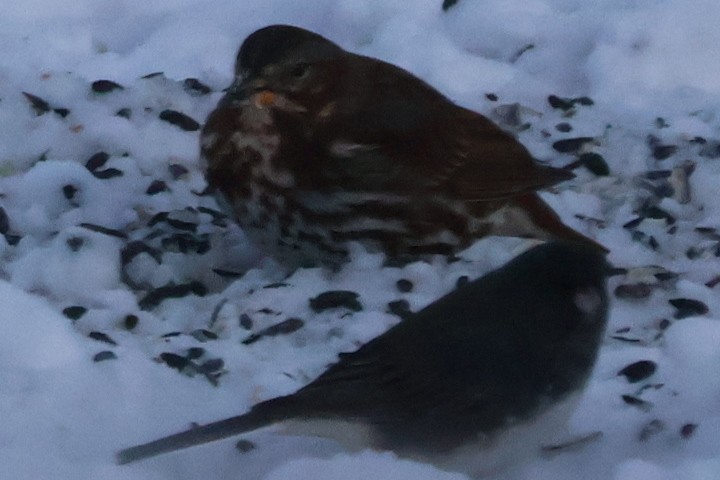 Fox Sparrow - ML646583890