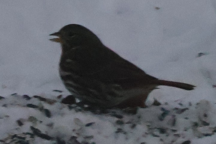 Fox Sparrow - ML646583891