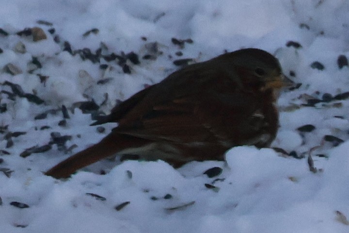 Fox Sparrow - ML646583892