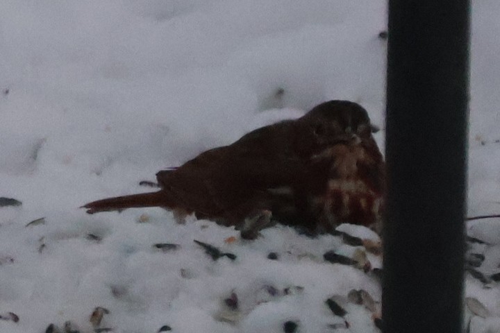 strnadec kaštanový - ML646583893