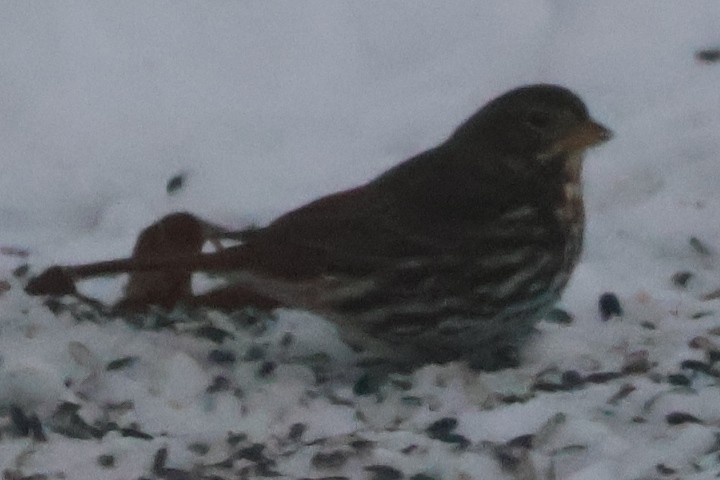 strnadec kaštanový - ML646583894