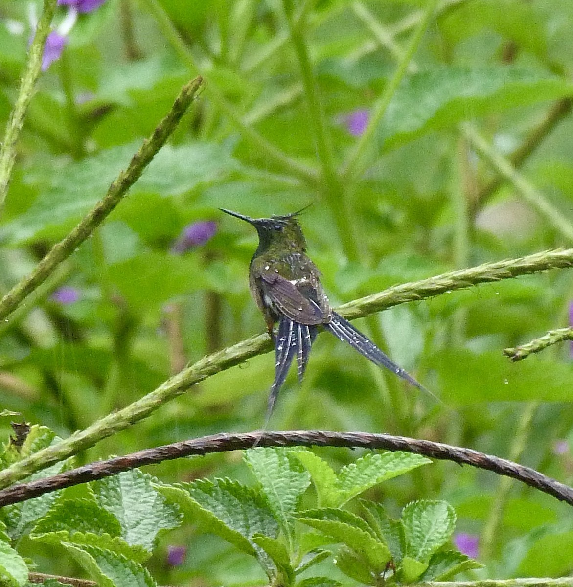 kolibřík ostrochocholatý - ML646583900