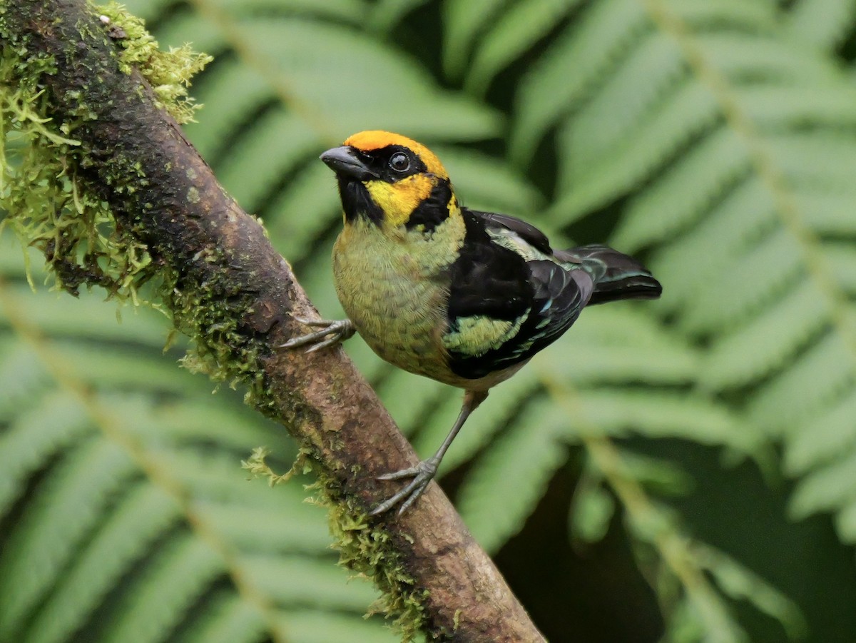 Flame-faced Tanager - ML646583901