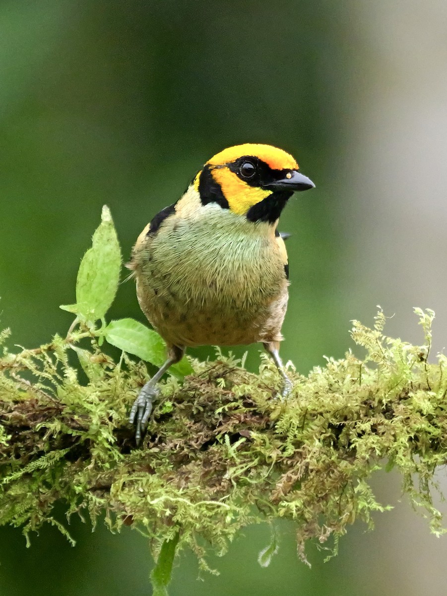Flame-faced Tanager - ML646583902