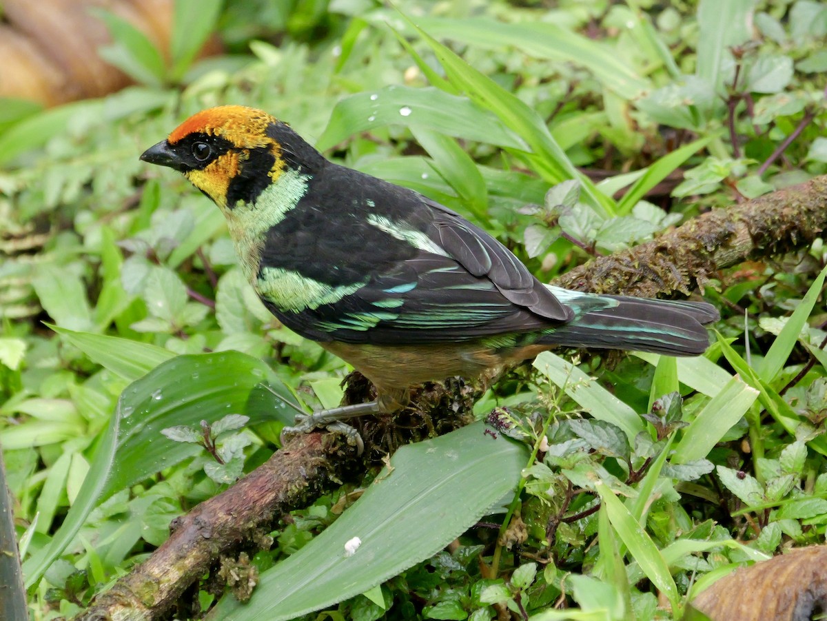 Flame-faced Tanager - ML646583903