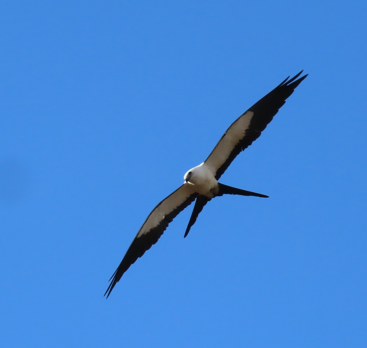Swallow-tailed Kite - ML646583907