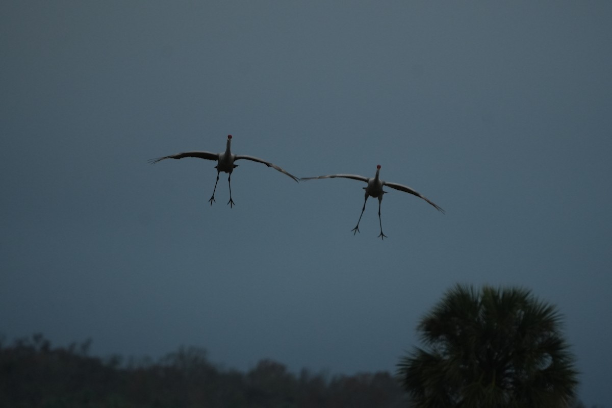 Sandhill Crane - ML646583910