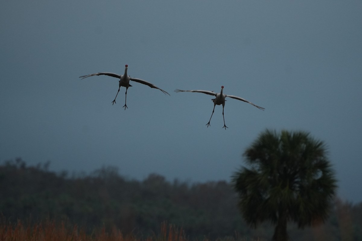 Sandhill Crane - ML646583911