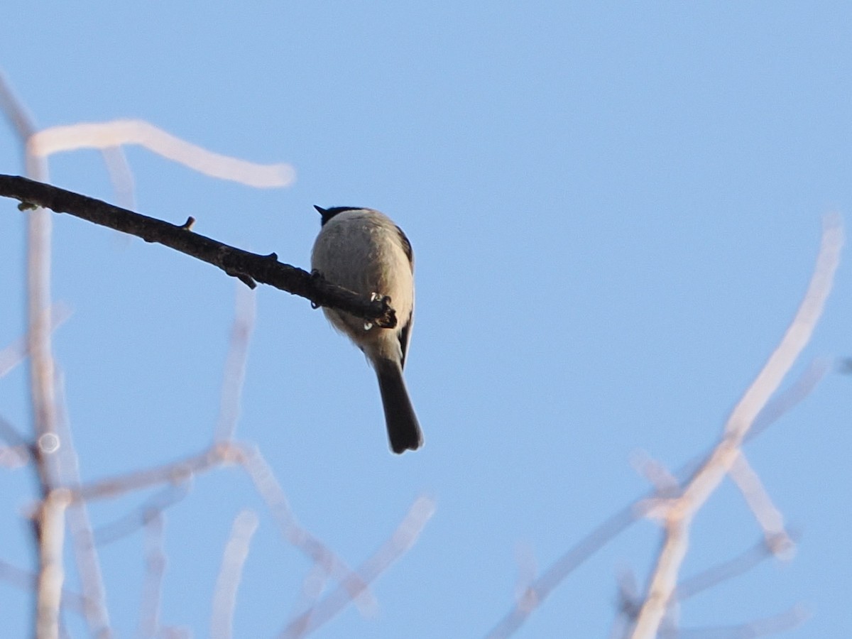 Carolina Chickadee - ML646583912