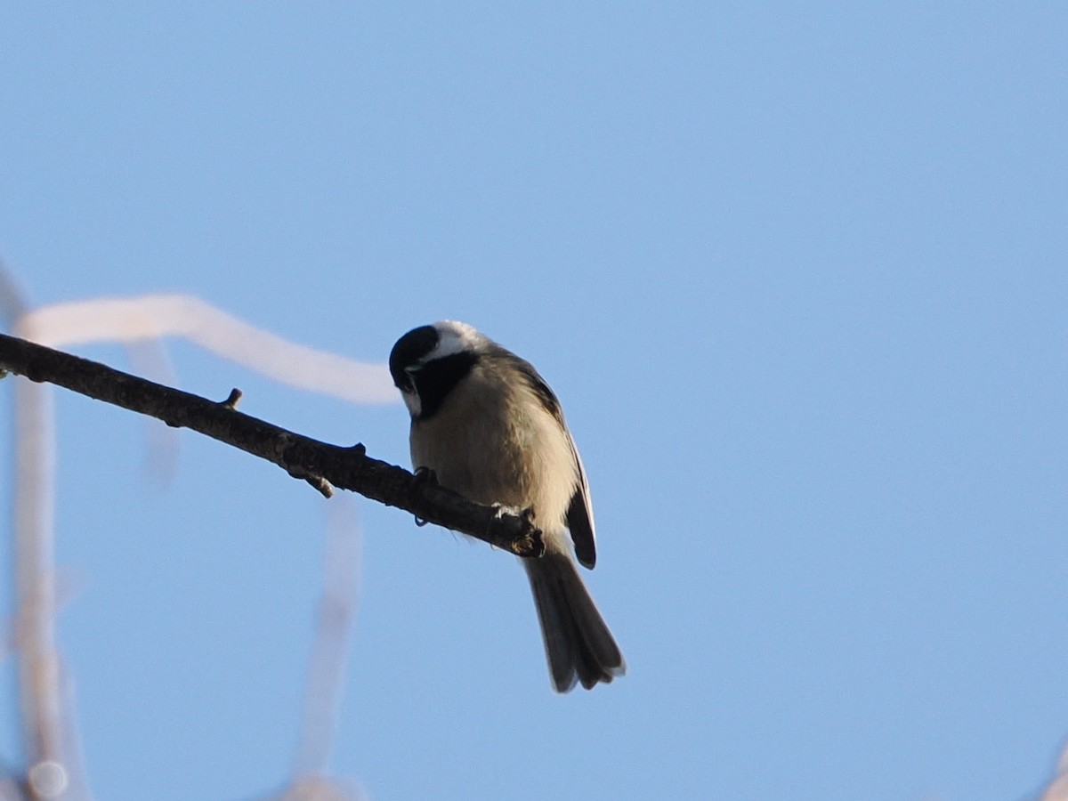 Carolina Chickadee - ML646583913