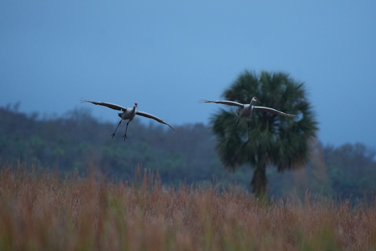 Sandhill Crane - ML646583914